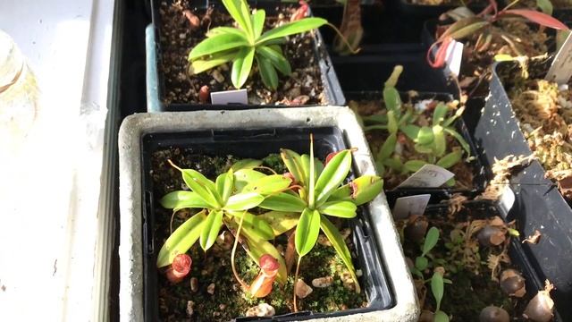 How to grow Nepenthes on a windowsill : Simple ways to Grow Nepenthes on the Windowsill смотреть онлайн