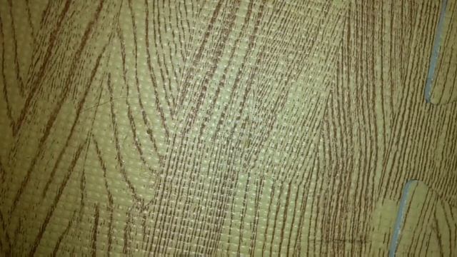 Messor aciculatus info Video смотреть онлайн