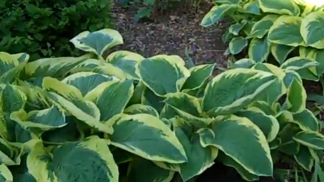 Hostas and Brick Wall смотреть онлайн