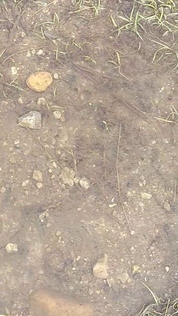 Very small fishes in cauvery river🐟🐠🐡🐠🐟🐠🐡🐟🐠🐡🌊 #shorts смотреть онлайн