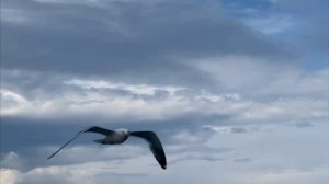 Гляжу в озера синие (кавер исполняет Татьяна Шишикина) авторы: И.Шаферан и Л.Афанасьев