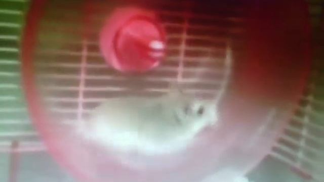 Две секунды видео, и долгий долгий смех. смотреть онлайн
