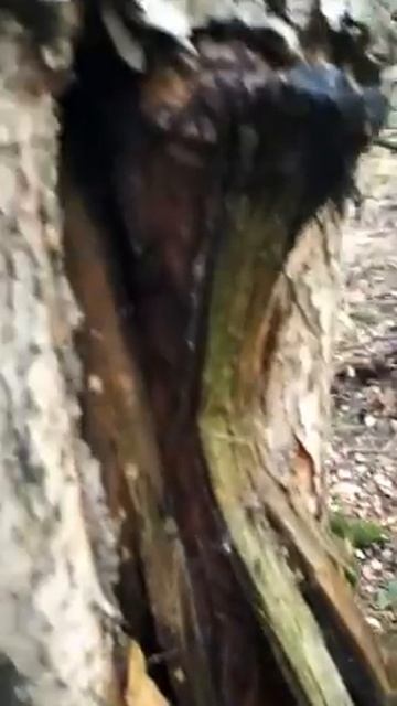 Лесной чай смотреть онлайн