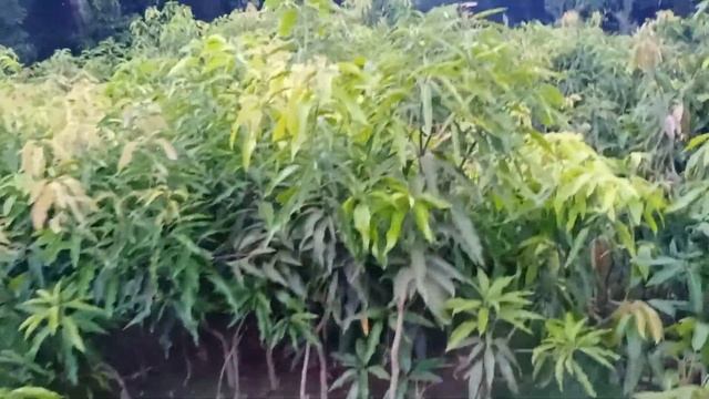 rais nursary malihabad up lucknow onlaine poodeh behje jate hai contect no 8090148371 смотреть онлайн