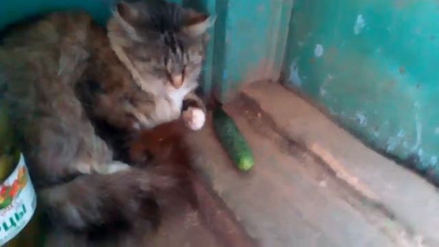 Боятся ли кошки огурцов смотреть онлайн