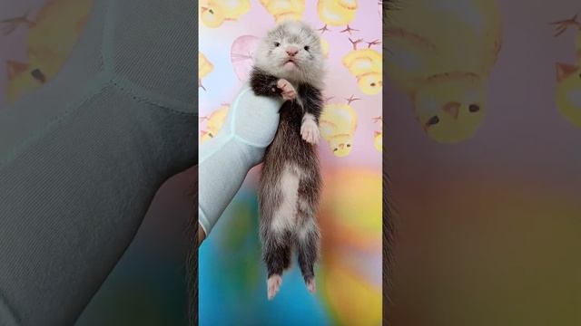 хорёк мальчик ангора #ferret смотреть онлайн