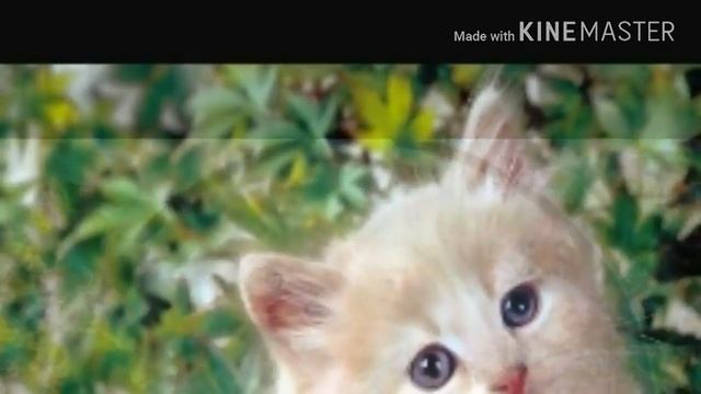 8 Foto Kucing Imut - Lagu Intro The Dream Craft смотреть онлайн