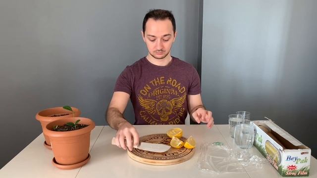 How to grow Lemon tree from seed | Lemon germination & propagation смотреть онлайн