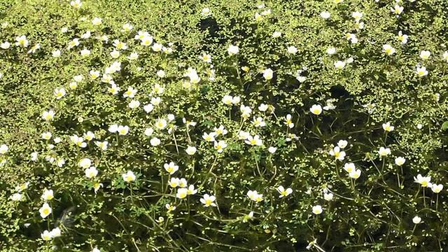 Fan-leaved Water-crowfoot (Ranunculus circinatus Sibth.) - 2012-08-03 смотреть онлайн