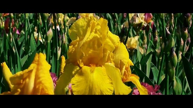 Вальс весенних цветов, природа расцветает смотреть онлайн