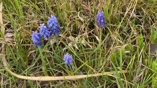やっと春が来た！ ①ムスカリ！ Grape Hyacinth. смотреть онлайн