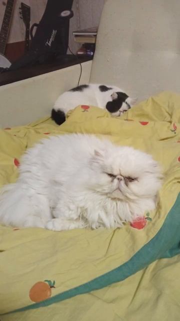 Привет из дома. Марфа и Варвара смотреть онлайн