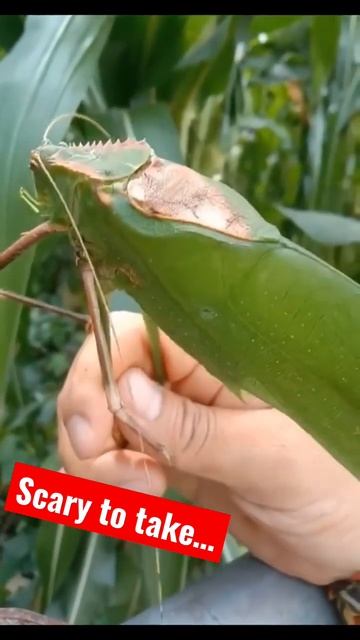 #locust #scary #animalquiz #funnyanimals #animals #animalsounds #animalsoundsforkids #shorts смотреть онлайн