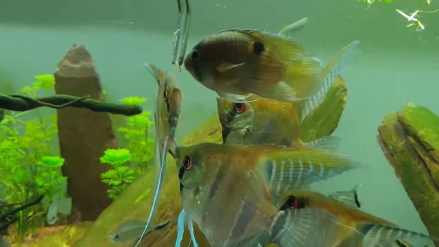 Hand Feeding Angelfish!!! смотреть онлайн