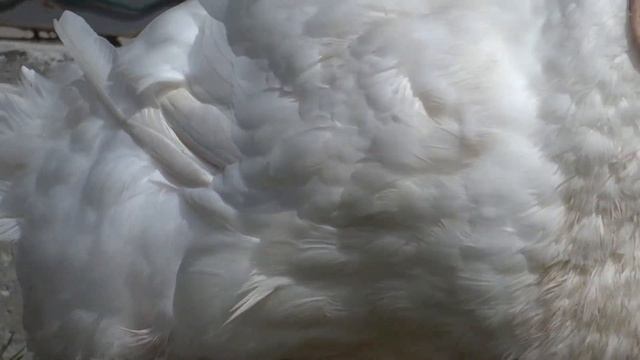 06.04.2018.Video5.Aylesbury Ducks Breeders Erich Barth-Austria смотреть онлайн