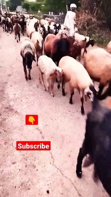 Bhed Bakri paln #goat # Bhed #Goat-farm #Viralshorts #shorts смотреть онлайн