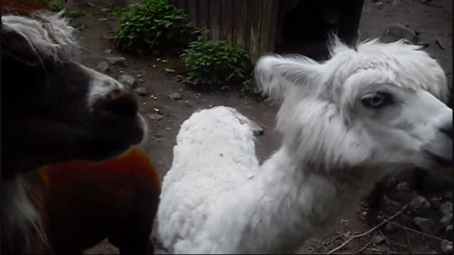 Lovely Alpaca (Vicugna pacos) Kitee Zoo Alpakka смотреть онлайн