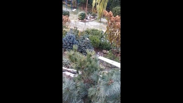 ХВОЙНЫЕ В ПРОДАЖЕ ИЗ САДА ЛЮДМИЛЫ В ОСИНОВОЙ РОЩЕ-1-Я ЧАСТЬ смотреть онлайн