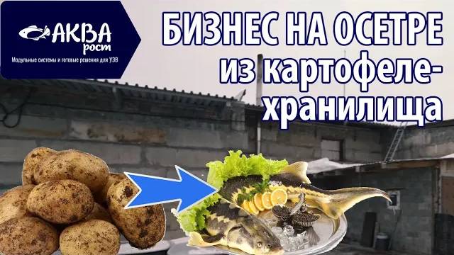 Бизнес на осетре из старого картофелехранилища. УЗВ-модуль. Полный обзор. смотреть онлайн
