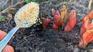 Первая весенняя подкормка пионов