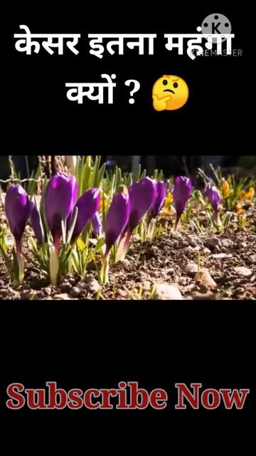 केसर इतना महंगा क्यों होता है ? | why Is Saffron So Expensive #shorts смотреть онлайн