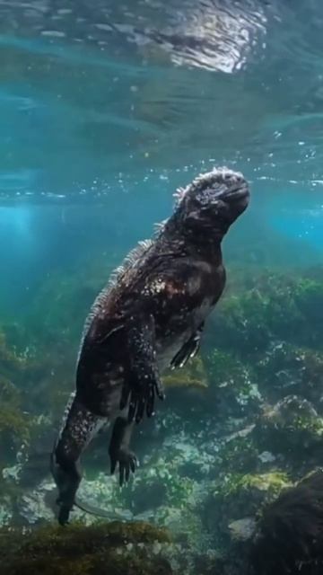 Baby GODZILLA (aka Marine Iguana)🦎😮 смотреть онлайн