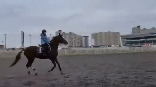 И снова ТРЕНИРОВКИ! 😂🐴 смотреть онлайн