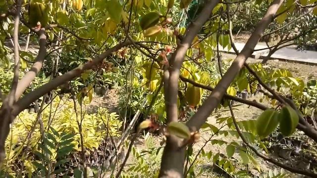 Star fruit drwaf veritey смотреть онлайн