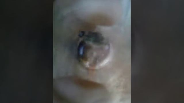 Что будет если вылить ацетон на гусенецу смотреть онлайн