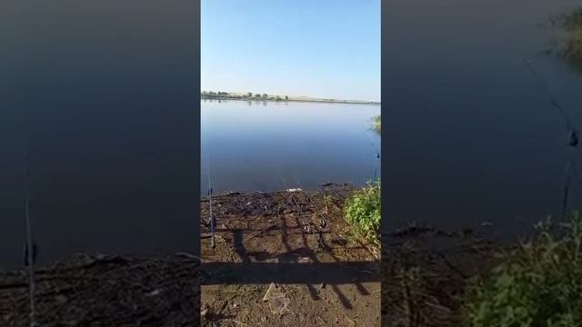 Новичок с первого раза поймал 7 золотых сазанов 🐟😎👍! смотреть онлайн