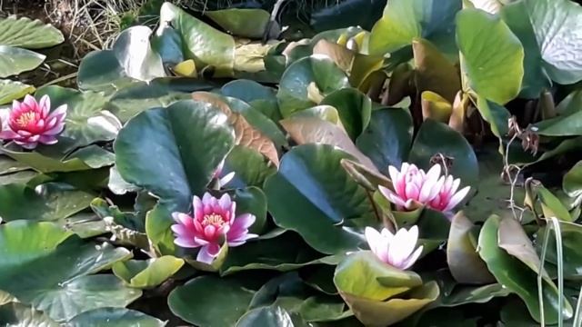 Ритуалы - онлайн на правильный выбор. 7 Где сгинешь, потеряешь. К Хозяину болот. смотреть онлайн