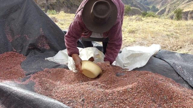 Pink Pepper- Plant to Bottle смотреть онлайн