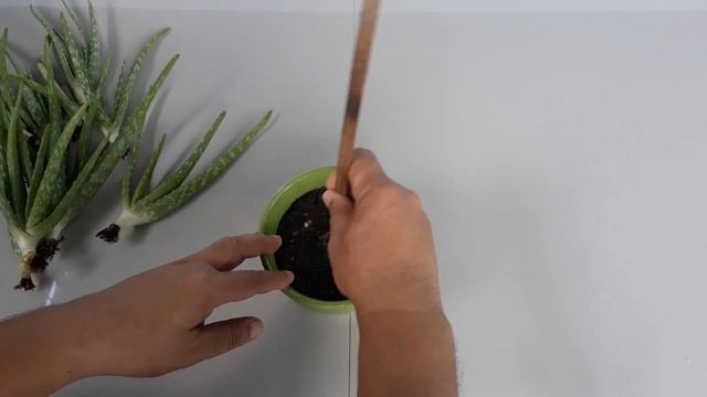 How To Plant Aloe Vera In A Bowl For Table Top смотреть онлайн