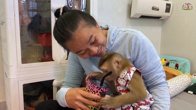 How Naughty! Monkey LyLy Was Curious So She Secretly Drank Water From Her Mother's Bottle