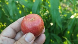 Плуот Дапл Данді (pluot Dapple Dandy). Огляд сигнального плодоношення