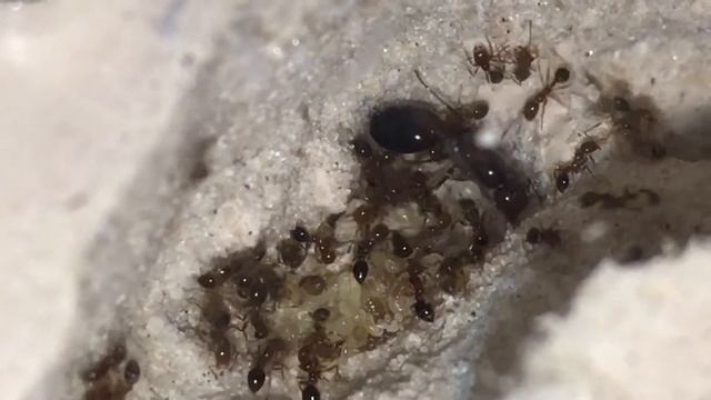Solenopsis invicta смотреть онлайн