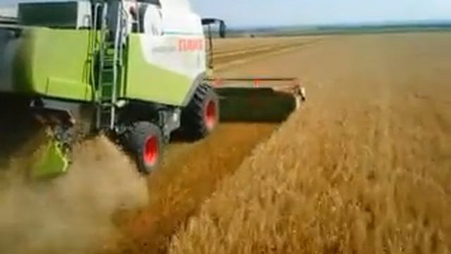 Mega 360 поджимает Lexion 560😁 уборка ячменя 35 ц/га! Лёха жмёт! смотреть онлайн