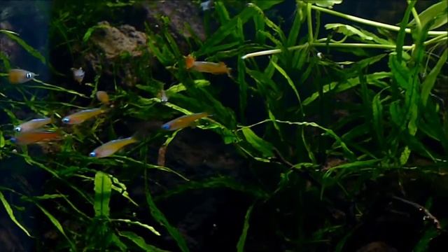Riparium with Pseudomugil cf paskai "Red Neon" смотреть онлайн