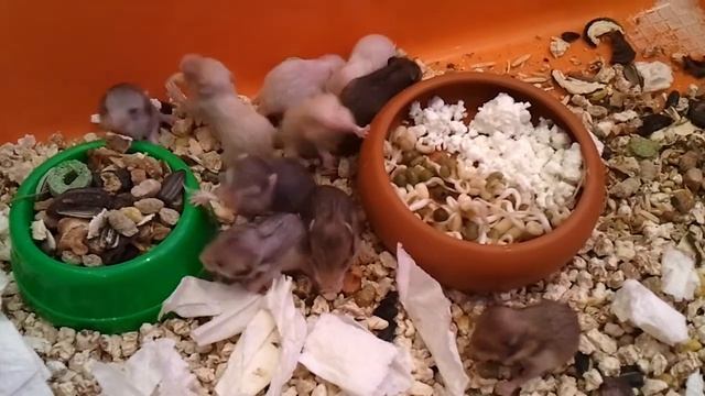 Типуськазавры 