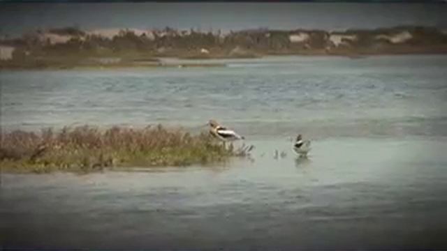 Aves Marinas anidan en las costas de Baja California смотреть онлайн