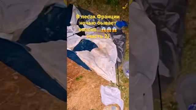 В лесах Франции бывает опасно: Кабаны растоптали мою палатку и съели всю еду смотреть онлайн