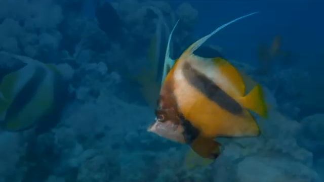 Diving in the Red Sea смотреть онлайн