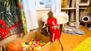 Люська из «РЕАЛЬНЫХ   ПАЦАНОВ» нашла котенка Сажика и не знает куда его спрятать от нас с Владом!