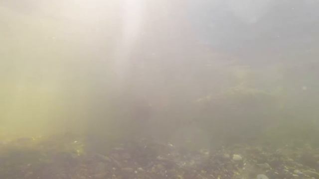 Swimming with Salmon 2015 смотреть онлайн