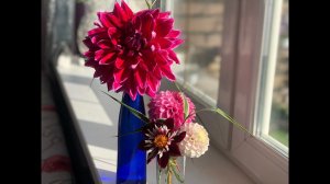 Георгины прекрасно черенкуются зелеными черенками: показываю результат через 12 дней