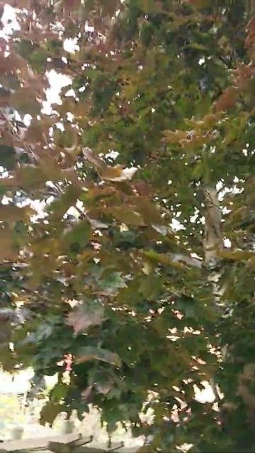 #Shorts #Norway maple color change....in UK смотреть онлайн