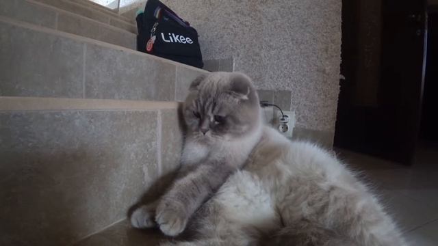 Котик Кевин говорит, что его кормят один раз в день всего смотреть онлайн