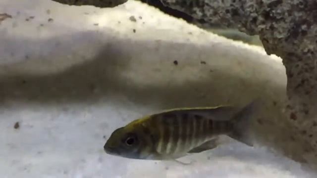 Aulonocara Maylandi Sulphur Head (peacock) смотреть онлайн