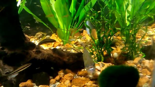 Striolatus Piranha feeding смотреть онлайн