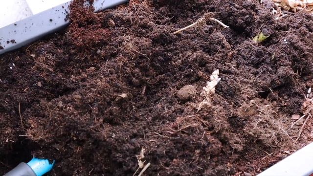 Panen kentang lagi di balkon rumah hasilnya 17,5 kg смотреть онлайн
